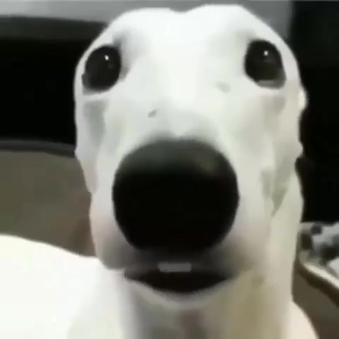 Long nose dog breathing