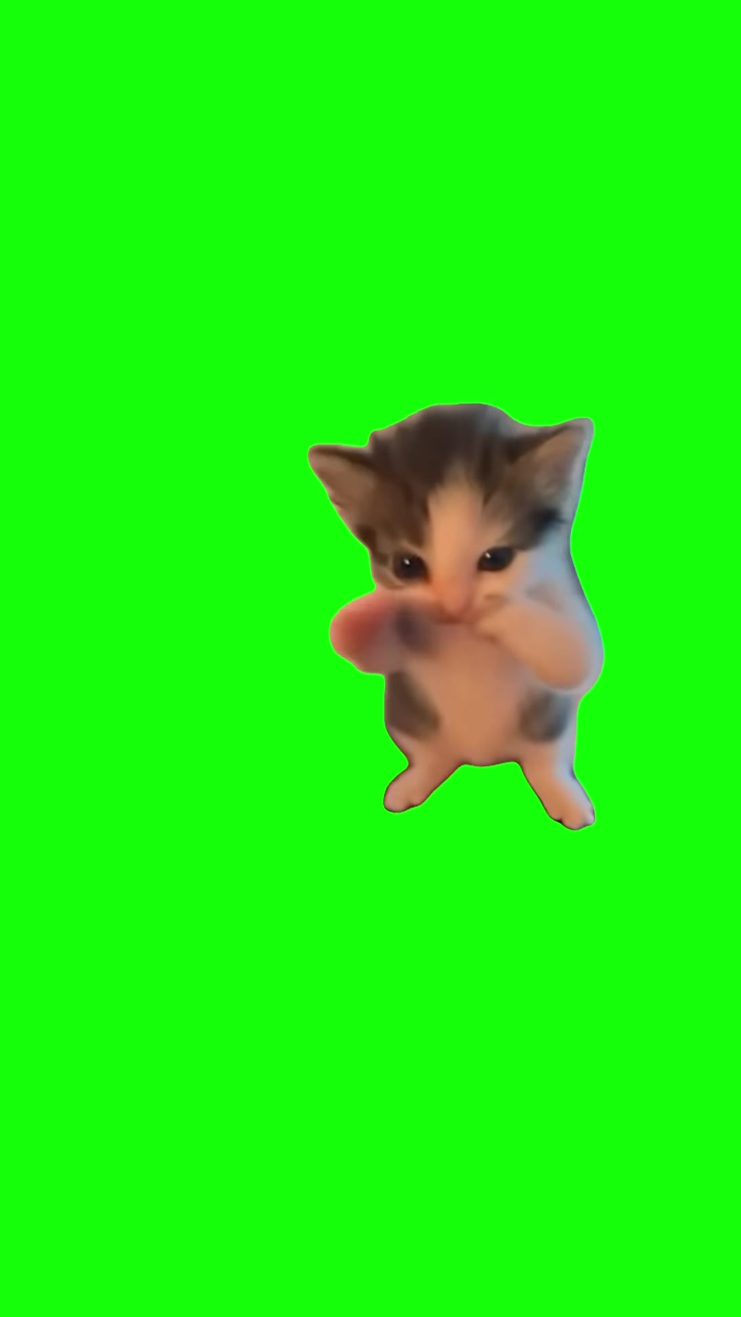Dancing kitten green screen