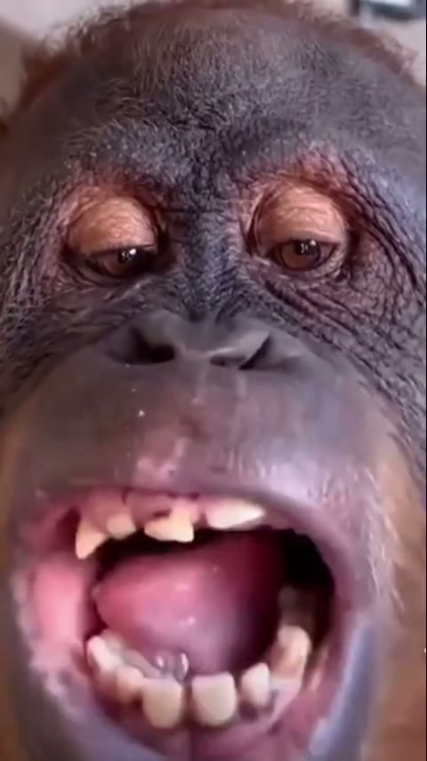 Chewing Orangutan Close-up
