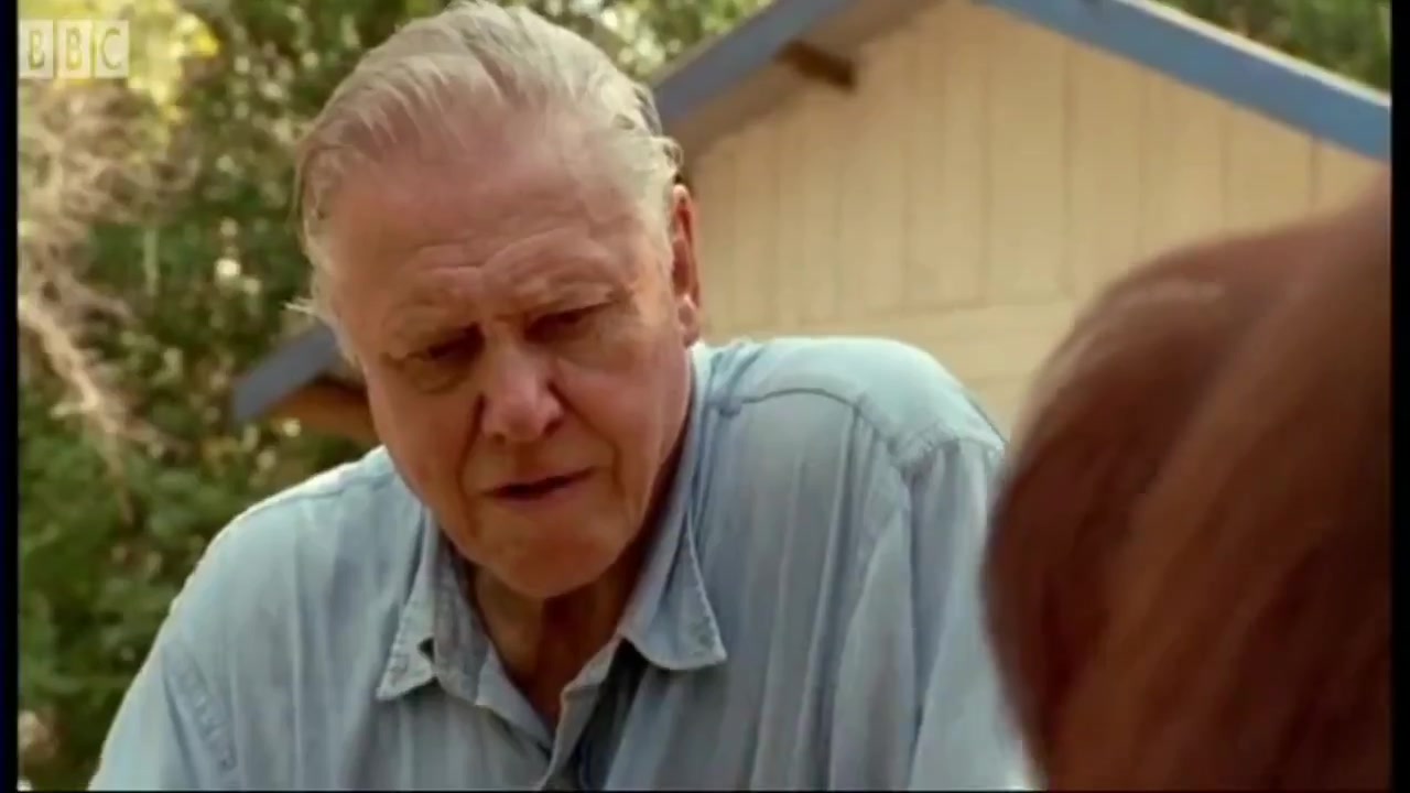 Orangutan building like a pro