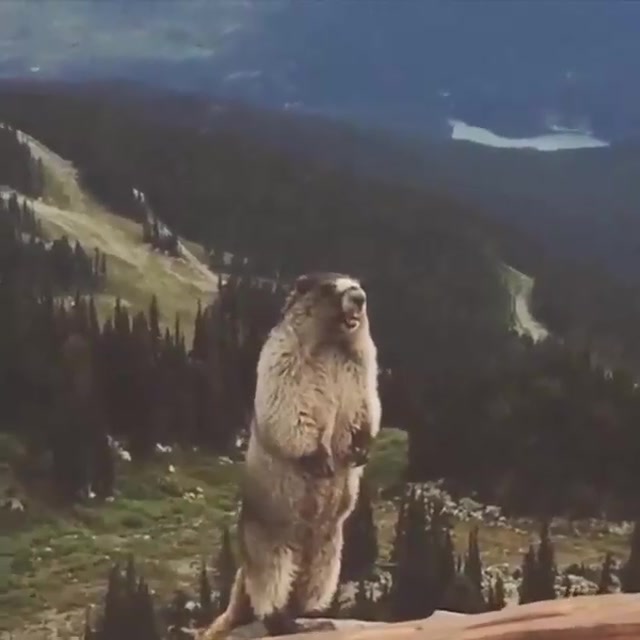 Aaaaaah