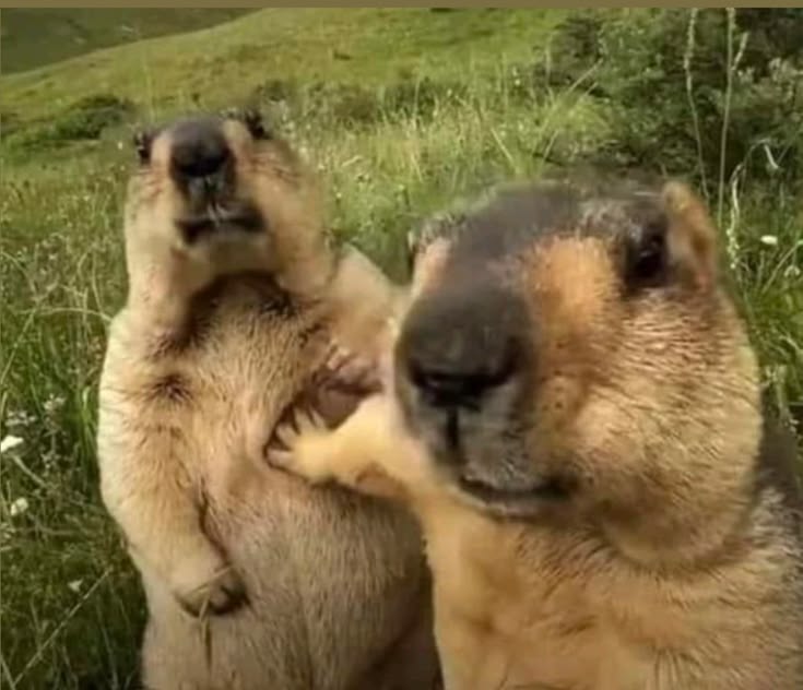 Dramatic Marmot Stare Down