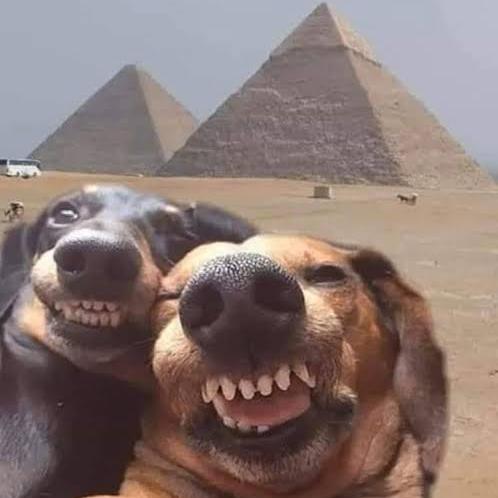 Two dogs taking a selfie at the pyramids